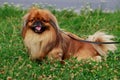 Dog breed Pekingese Royalty Free Stock Photo