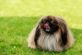 Dog breed pekingese Royalty Free Stock Photo