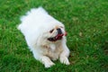 Dog breed pekingese Royalty Free Stock Photo