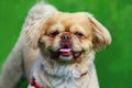 Dog breed pekingese Royalty Free Stock Photo