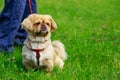 Dog breed pekingese Royalty Free Stock Photo