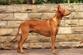 Dog breed Pharaoh hound Royalty Free Stock Photo