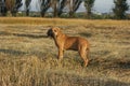 Dog breed Phil Brazilie on a walk on a summer day