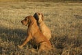 Dog breed Phil Brazilie on a walk on a summer day