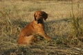 Dog breed Phil Brazilie on a walk on a summer day