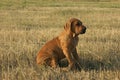 Dog breed Phil Brazilie on a walk on a summer day