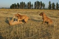 Dog breed Phil Brazilie on a walk on a summer day