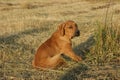 Dog breed Phil Brazilie on a walk on a summer day