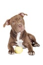 Dog breed pit bull with an apple Royalty Free Stock Photo