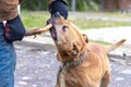The dog of the breed pit bull terrier holds a stick in his teeth during training Royalty Free Stock Photo