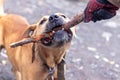 The dog of the breed pit bull terrier holds a stick in his teeth during training Royalty Free Stock Photo