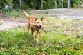 The dog of the breed pit bull terrier holds a stick in his teeth during training Royalty Free Stock Photo