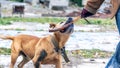 The dog of the breed pit bull terrier holds a stick in his teeth during training Royalty Free Stock Photo