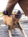 The dog of the breed pit bull terrier holds a stick in his teeth during training Royalty Free Stock Photo