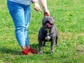 Dog breed pit bull terrier during training near his mistress Royalty Free Stock Photo