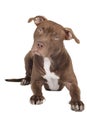 Dog breed pit bull Royalty Free Stock Photo