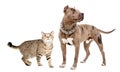 Dog breed pitbull and curious cat scottish straight standing together