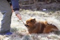 The dog breed Pomeranian is playing with a stick