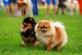 The dog breed pomeranian spitz