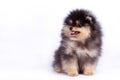 Dog breed pomeranian spitz