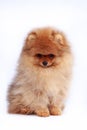 Dog breed pomeranian spitz