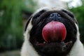 Dog breed pug