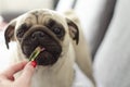 Dog breed pug eating jelly worm Royalty Free Stock Photo