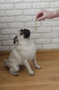 Dog breed pug eating jelly worm Royalty Free Stock Photo