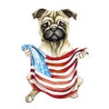 Dog breed pug holding a American flag. Isolated on white background. Politics.