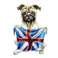 Dog breed pug holding a British flag. England. Isolated on white background. Politics. puppy