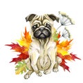 Dog of the breed pug. Autumn leaves. Cute puppy. Royalty Free Stock Photo