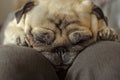 dog breed pug sleeping on master`s knees