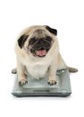 Dog breed pug weighting on floor scales in a studio Royalty Free Stock Photo