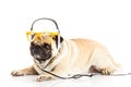 Dog breed pugdog with headphone isolated on white background Royalty Free Stock Photo