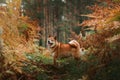 Dog breed red Japanese Shiba