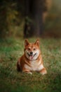 Dog breed red Japanese Shiba