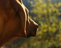 Dog Breed rhodesian ridgeback head from the back in nature Jena Royalty Free Stock Photo