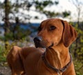 Dog Breed rhodesian ridgeback portrait in nature Jena Royalty Free Stock Photo