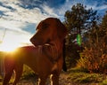 Dog Breed rhodesian ridgeback portrait in nature Jena Royalty Free Stock Photo