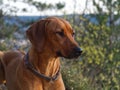 Dog Breed rhodesian ridgeback portrait in nature Jena Royalty Free Stock Photo