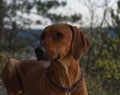 Dog Breed rhodesian ridgeback portrait in nature Jena Royalty Free Stock Photo