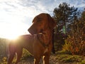 Dog Breed rhodesian ridgeback portrait in nature Jena Royalty Free Stock Photo