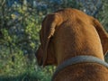 Dog Breed rhodesian ridgeback portrait in nature Jena Royalty Free Stock Photo