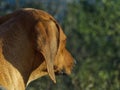 Dog Breed rhodesian ridgeback portrait in nature Jena Royalty Free Stock Photo