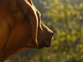 Dog Breed rhodesian ridgeback portrait in nature Jena Royalty Free Stock Photo