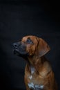 dog breed Rhodesian Ridgeback red color filmed in the studio in a low key on a dark background with studio light