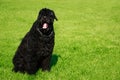 Dog breed Russian Black Terrier Royalty Free Stock Photo