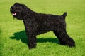 Dog breed Russian Black Terrier Royalty Free Stock Photo