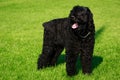 Dog breed Russian Black Terrier Royalty Free Stock Photo