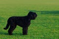 Dog breed Russian Black Terrier Royalty Free Stock Photo